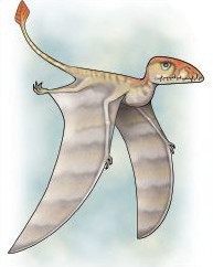 dimorphodon